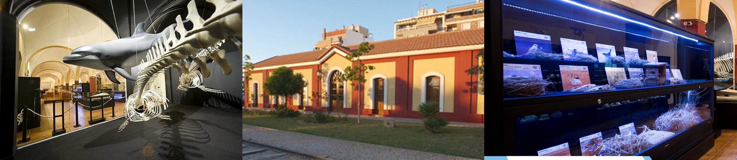 Museo de Historia Natural de Torrevieja